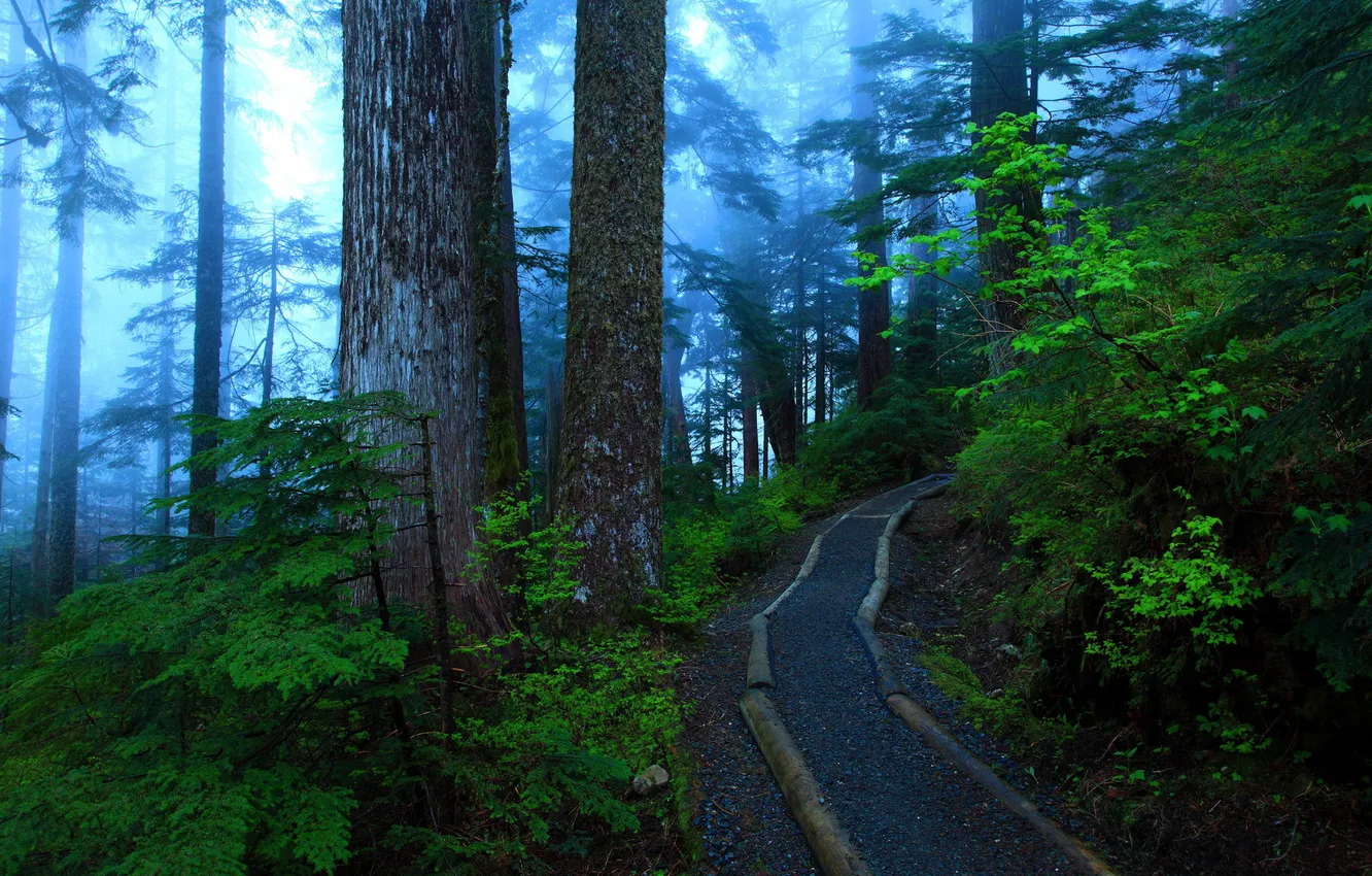 Фото обои лес, деревья, природа, туман, фото, тропа