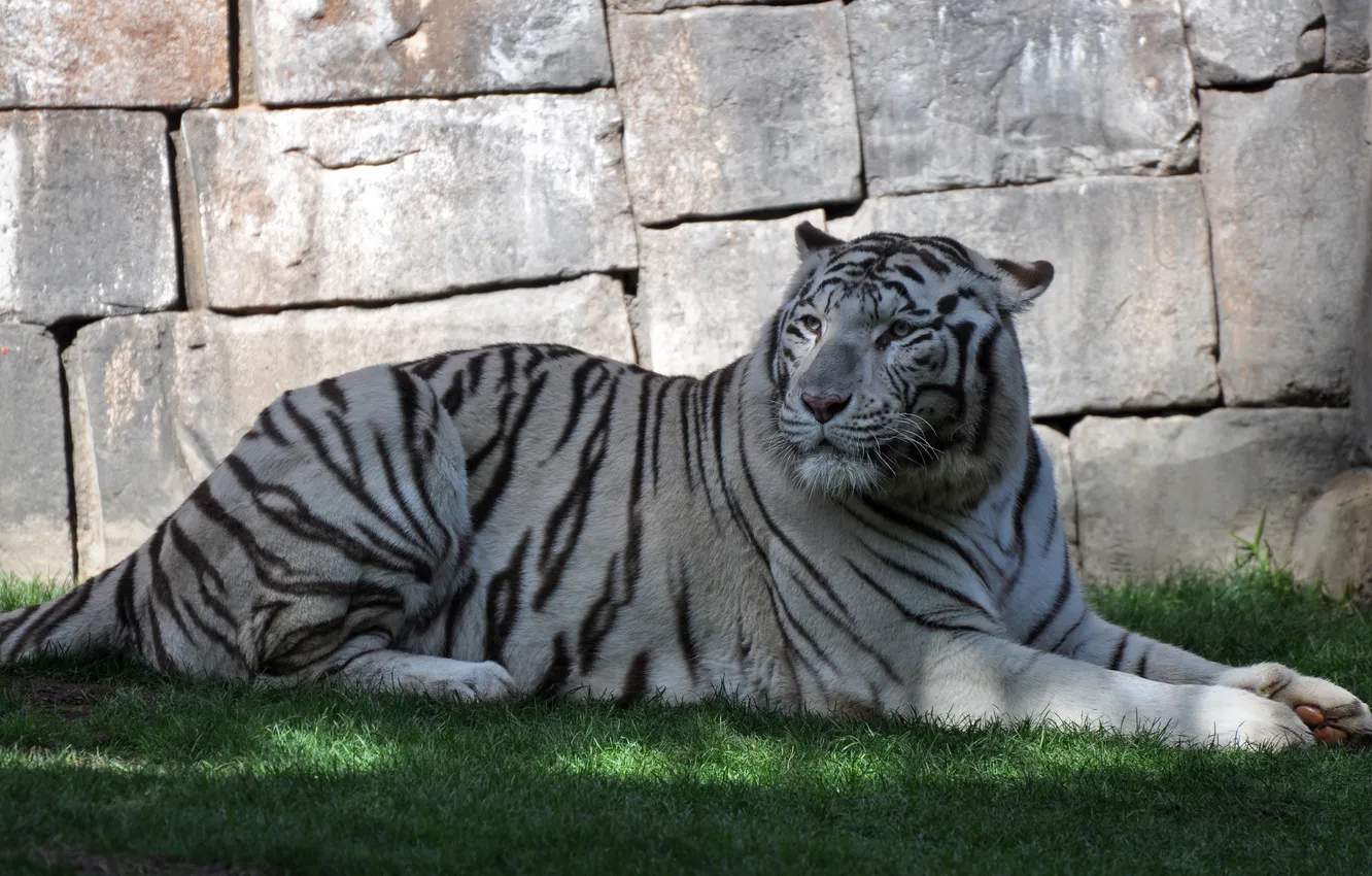 Фото обои кошка, трава, тигр, камень, тень, белый тигр