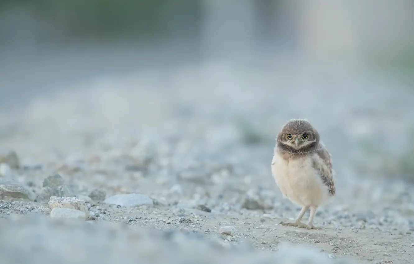 Фото обои природа, птица, Burrowing Owl