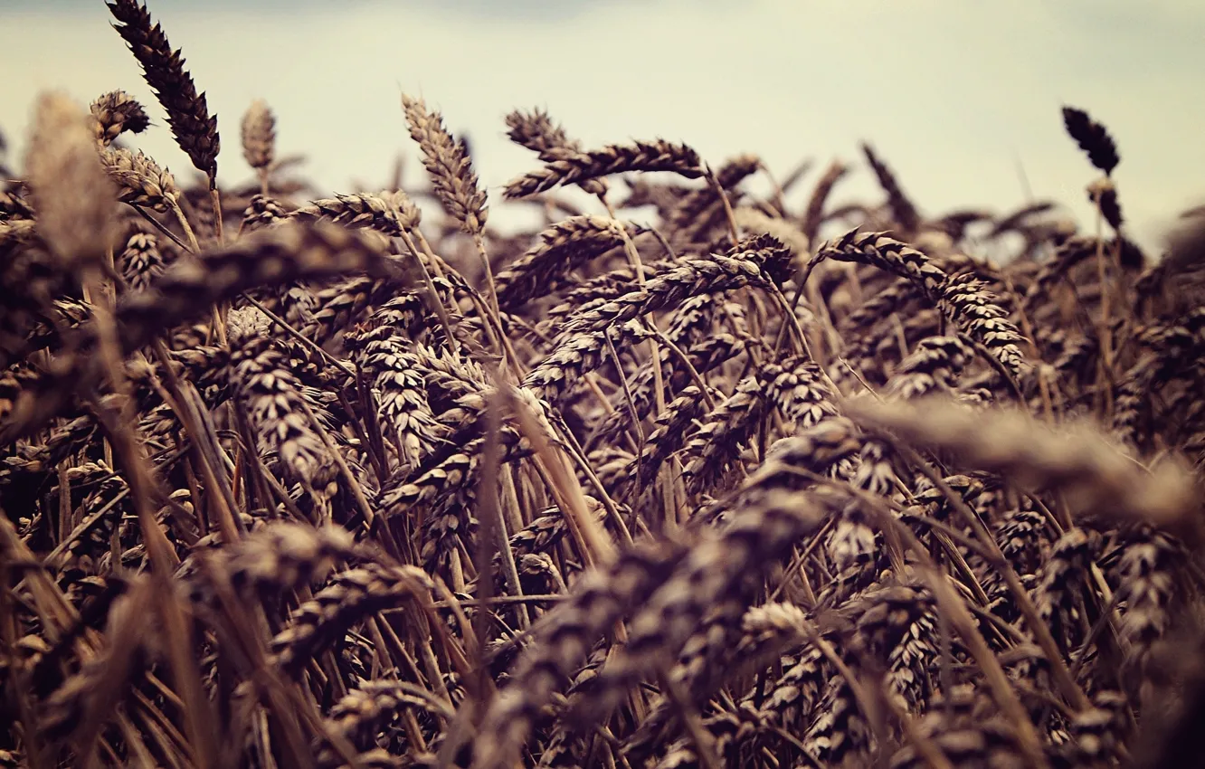 Фото обои пшеница, поле, небо, природа, колоски, колосья, fields, sky macro