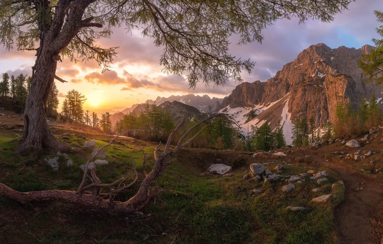 Фото обои деревья, горы, камни, долина, коряга, Словения, Slovenia, Юлийские Альпы