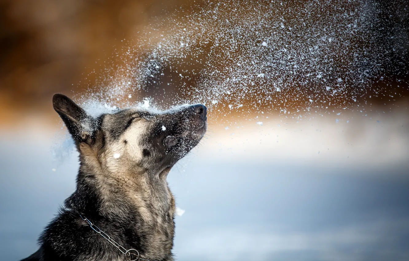 Фото обои зима, снег, поза, собака, ошейник