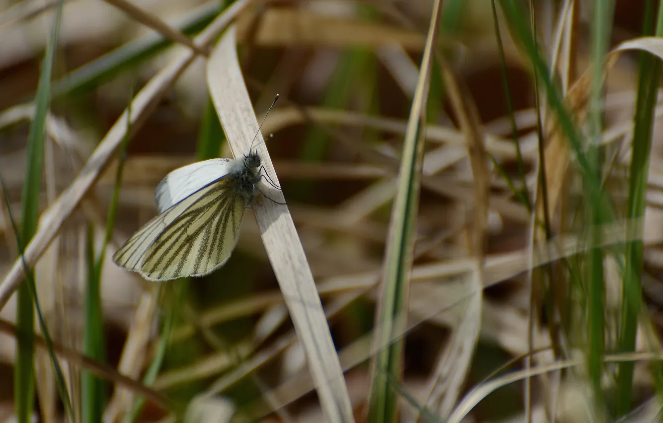 Фото обои трава, макро, бабочка, весеннее настроение, боярышница