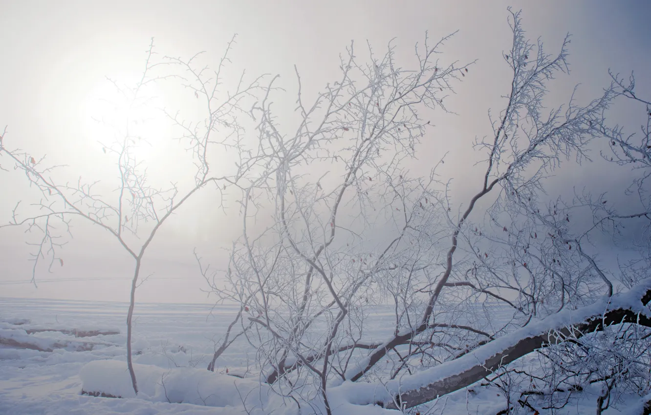 Фото обои зима, иней, солнце, снег, ветки, дерево, дымка
