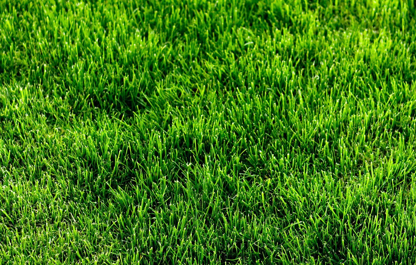 Фото обои трава, газон, зелёный