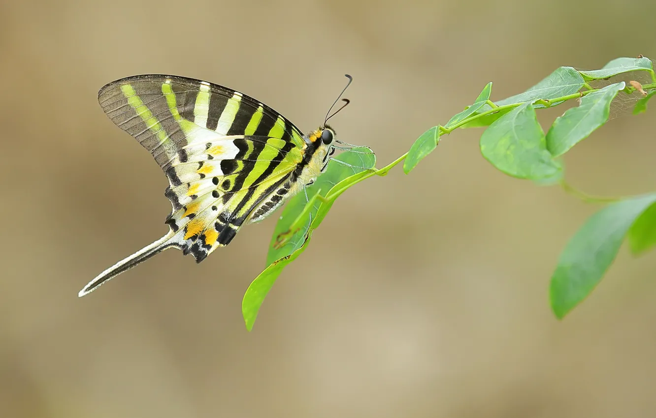 Фото обои листья, бабочка, крылья, ветка, усики, веб, хоботок
