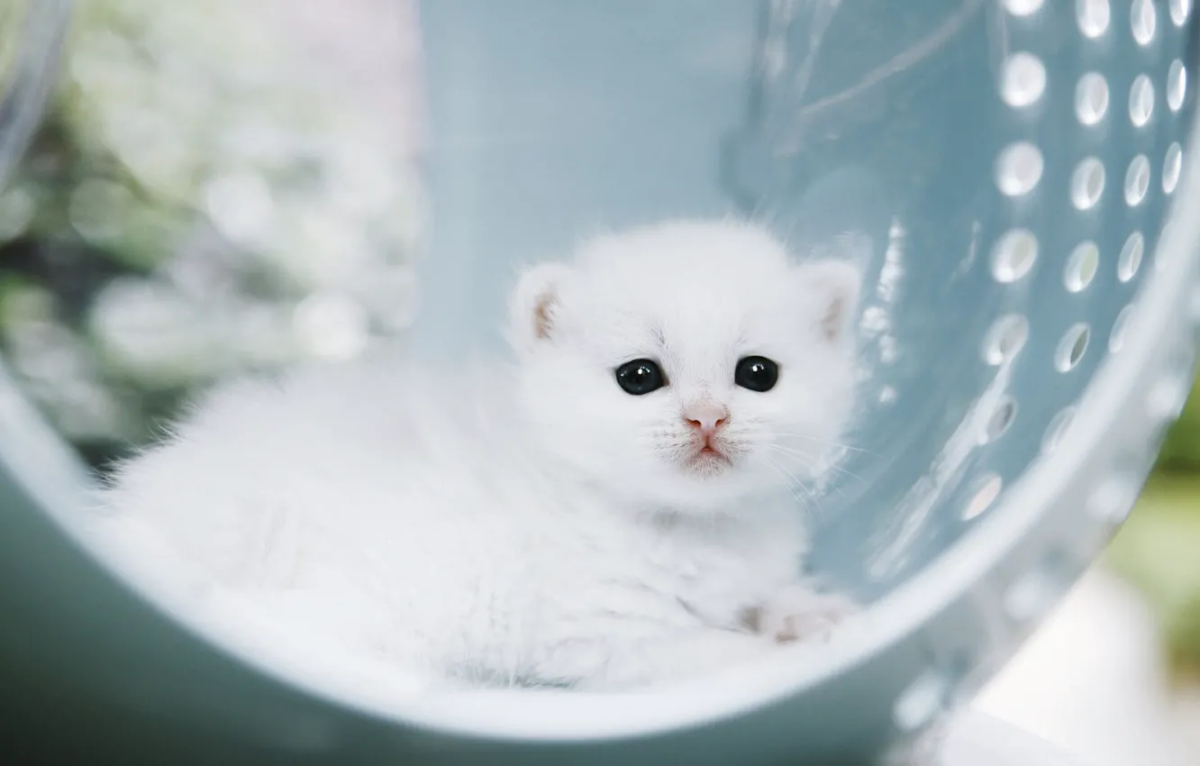 Фото обои кошка, белый, свет, котенок, малыш, лежит, боке