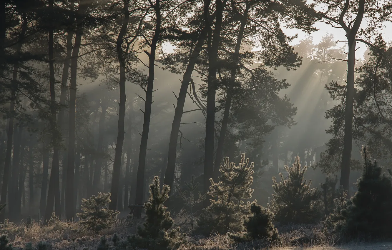 Фото обои лес, лучи, свет, деревья, ветки, туман, сосны, молодые