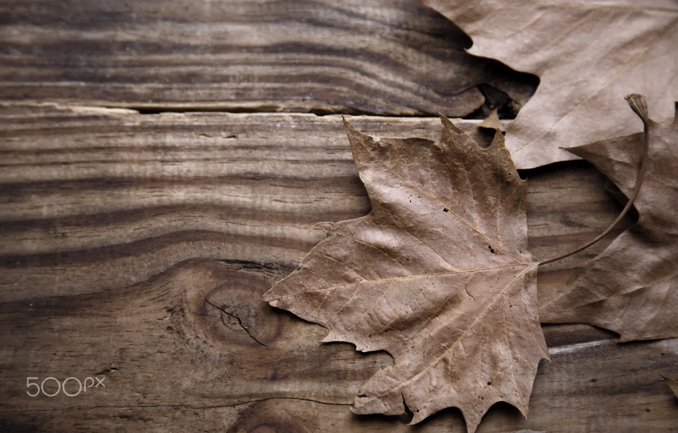 Фото обои осень, макро, стол, дерево, листва, доски, текстура