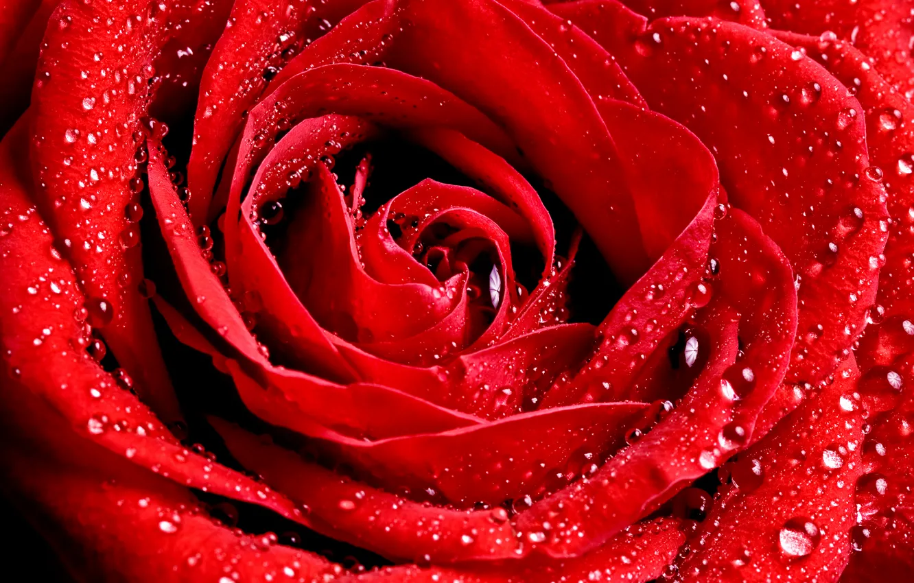 Фото обои капли, макро, цветы, роза, красная, обои от lolita777