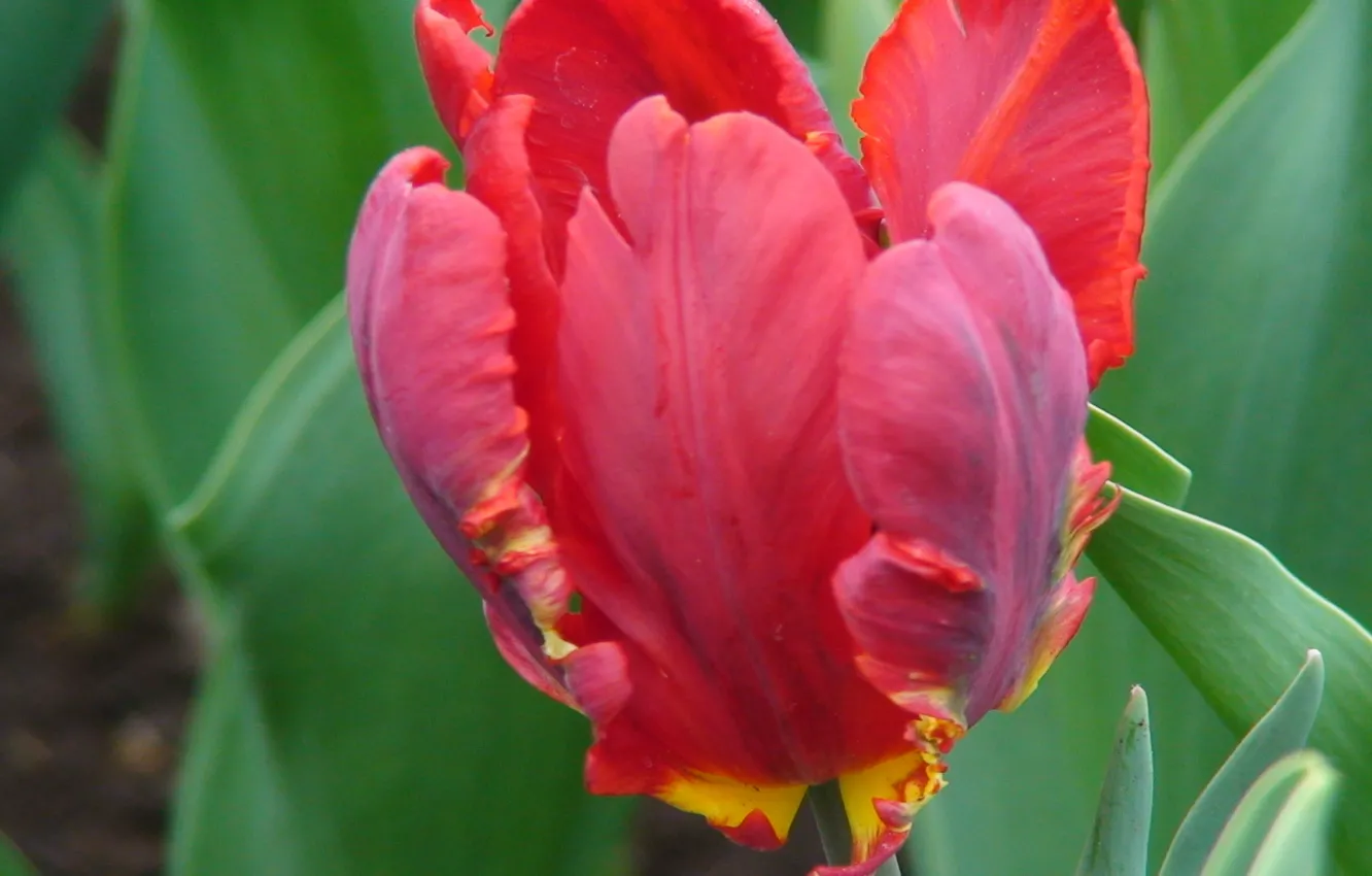 Фото обои цветок, листья, красный, тюльпан, бутон, лепесток, жатый