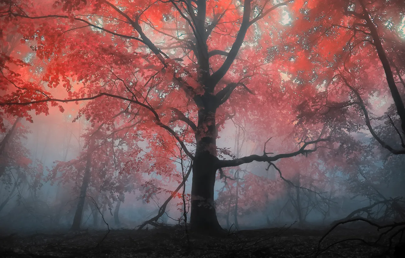 Фото обои осень, лес, деревья, туман, дерево, вечер, утро, Пейзажи