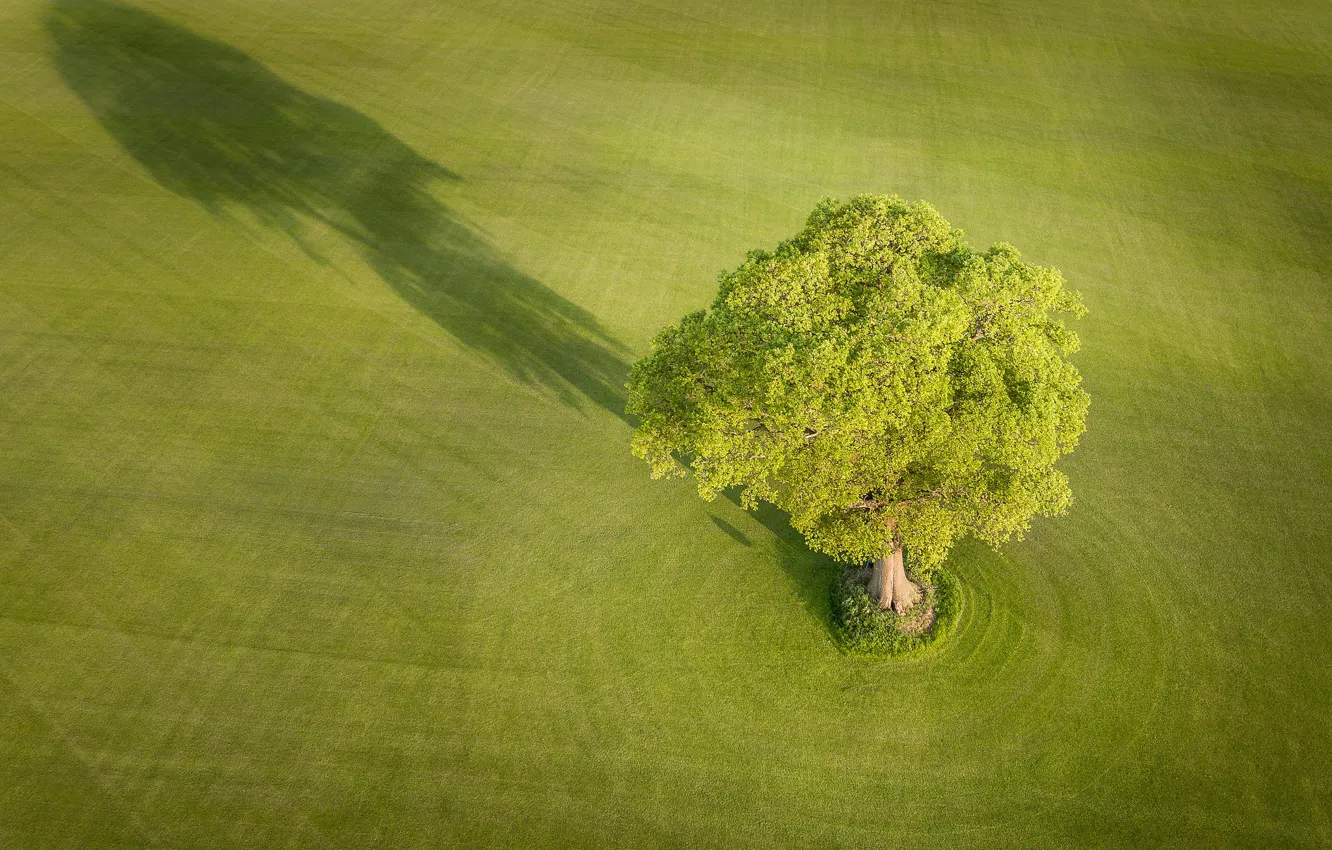 Фото обои поле, дерево, Англия, тень, England, Йоркшир, Yorkshire, Эверингем