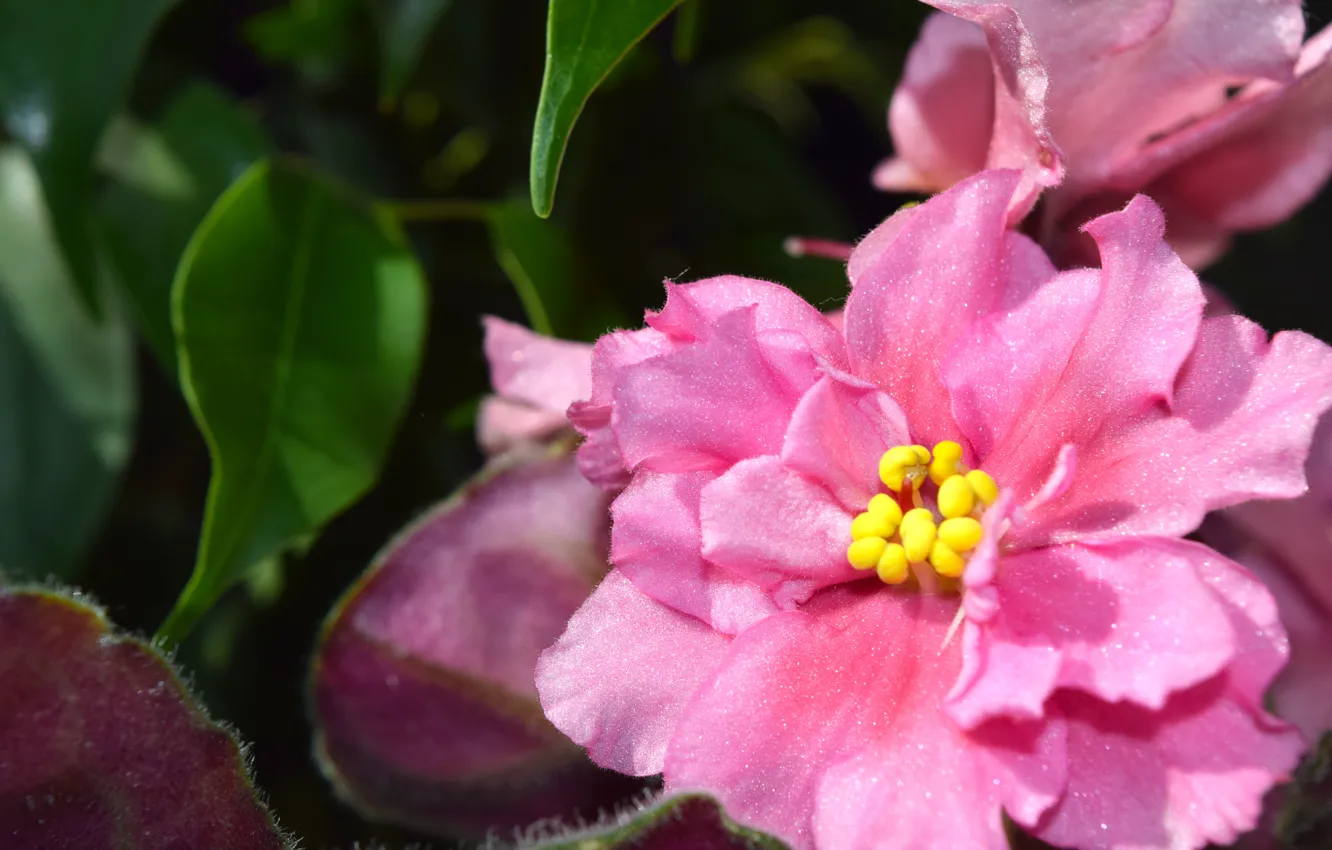 Фото обои цветок, макро, растение, розовое, широкоформатные, фиалка