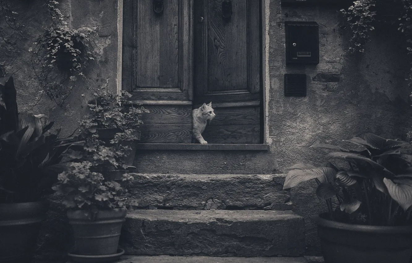 Фото обои кот, цветы, дверь, ступени, cat, flowers, door, steps