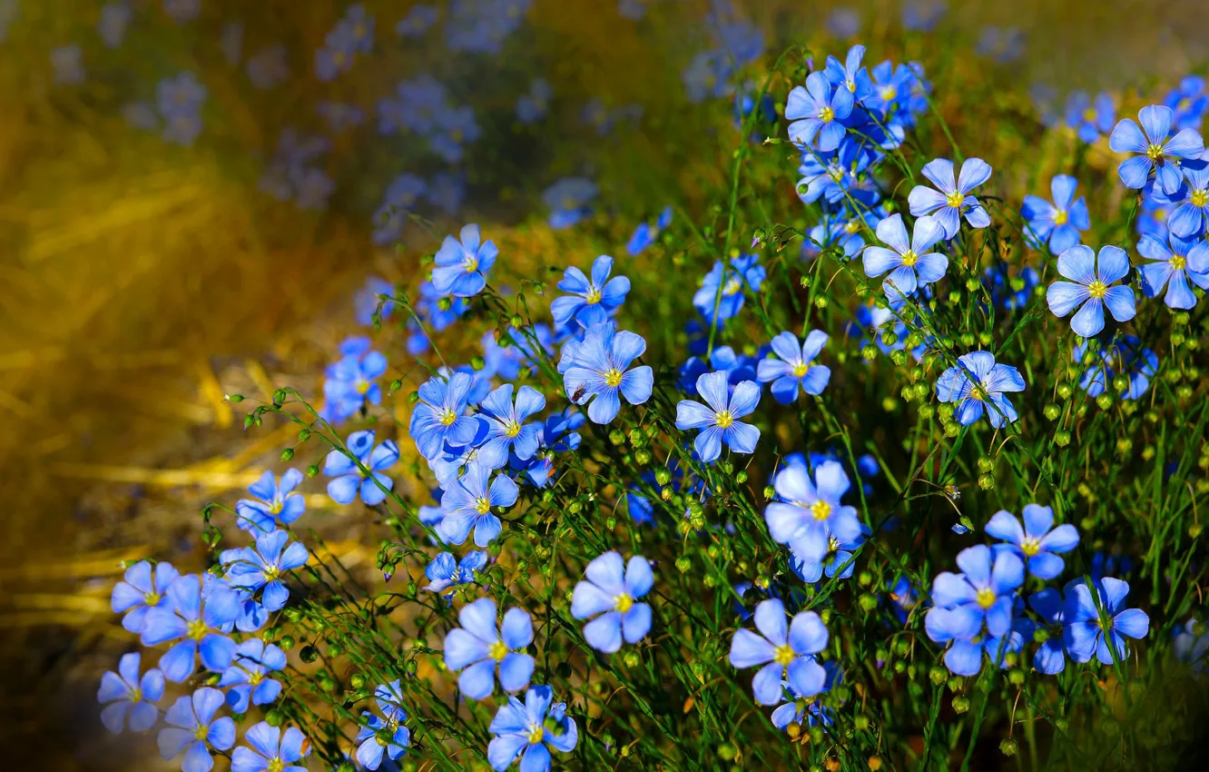 Фото обои природа, лён, голубые цветочки