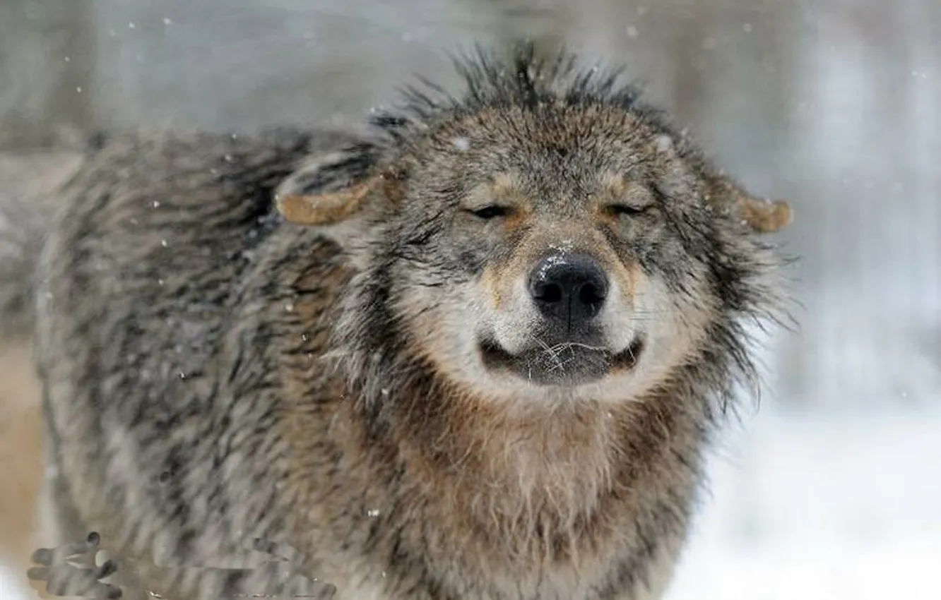 Фото обои nature, snow, predator, face, animal, wolf, wildlife, portrait