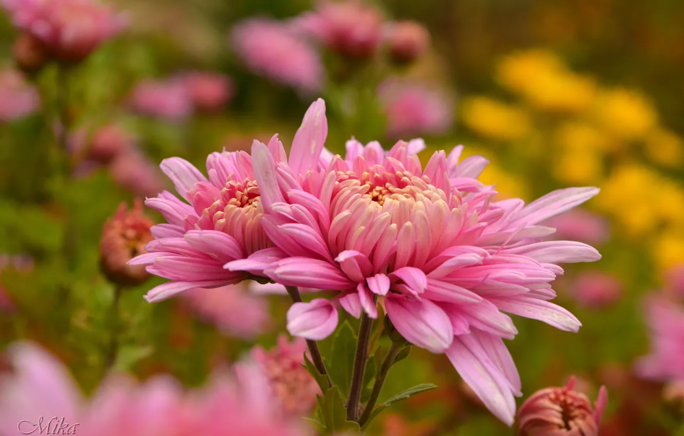 Фото обои Цветы, Pink flowers, Розовые цветы