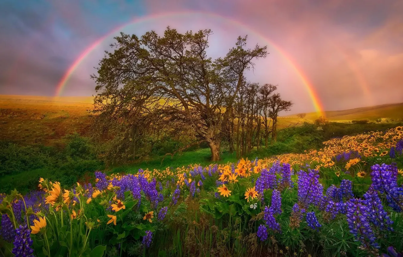 Фото обои небо, цветы, холмы, поляна, радуга, США, штат Вашингтон, Национальный парк