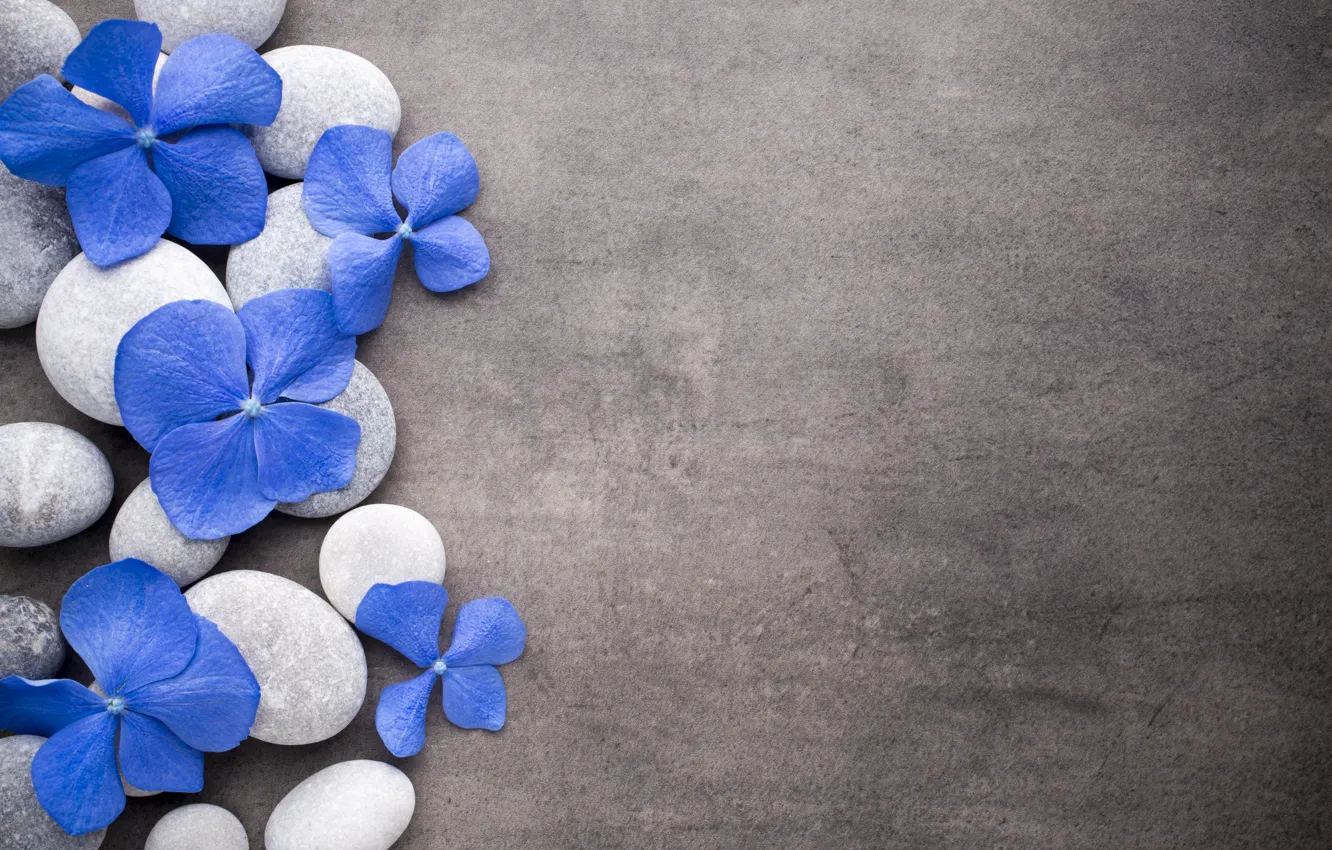 Фото обои цветы, камни, blue, flowers, stones, spa, zen