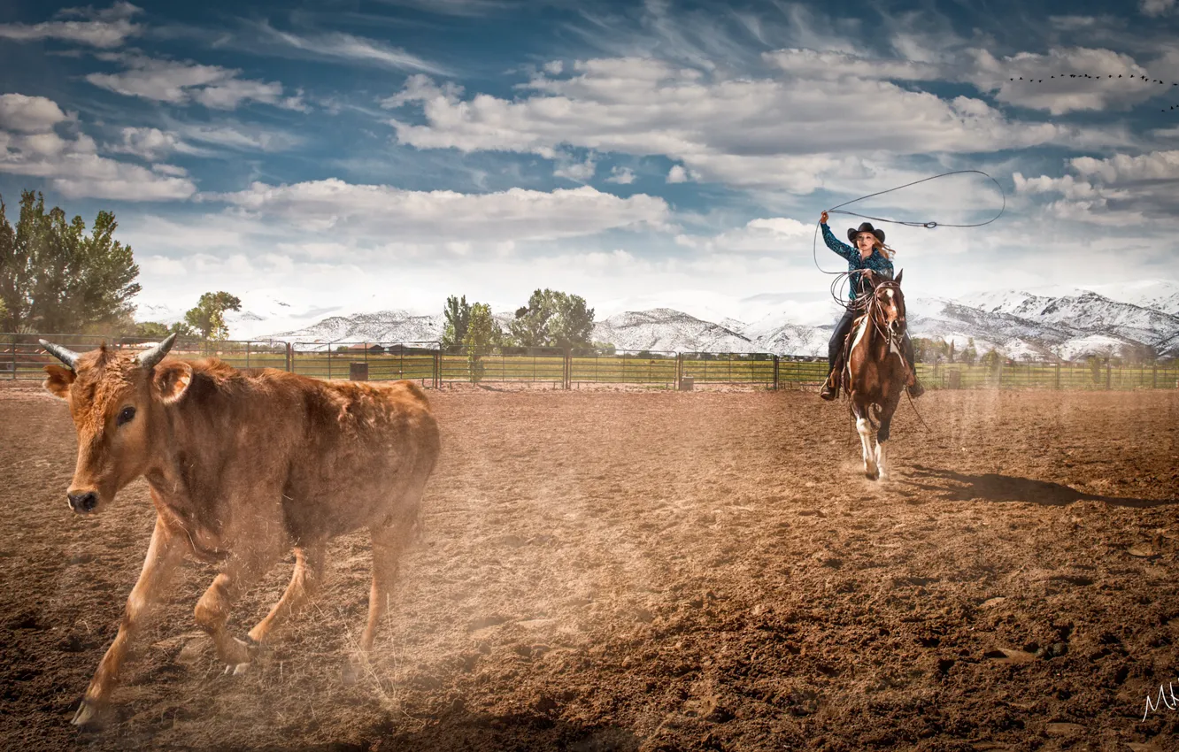 Фото обои horse, farm, rodeo, Cowgirl, ropping cattle