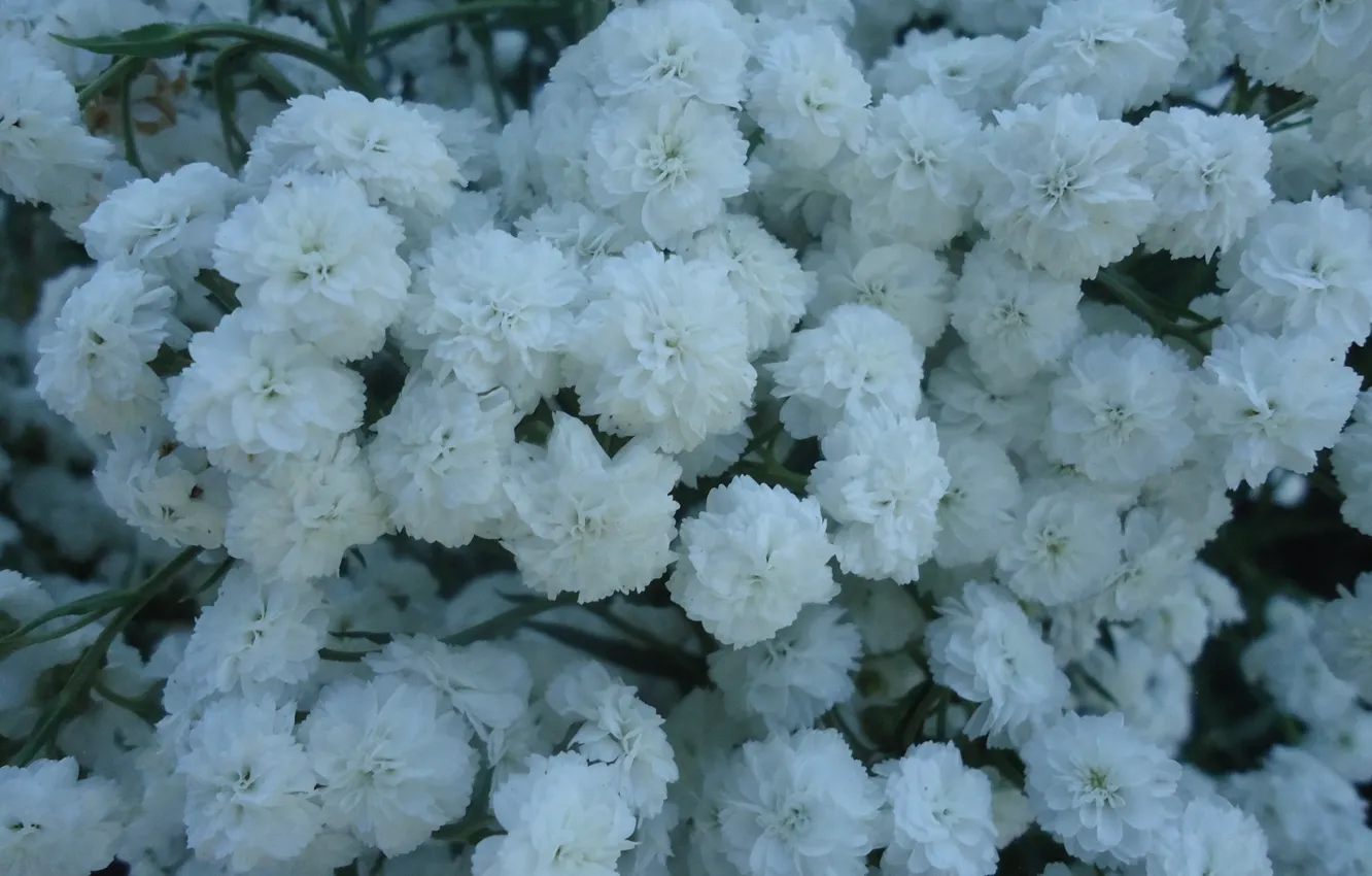 Фото обои белый, цветы, природа, растение, Flowers