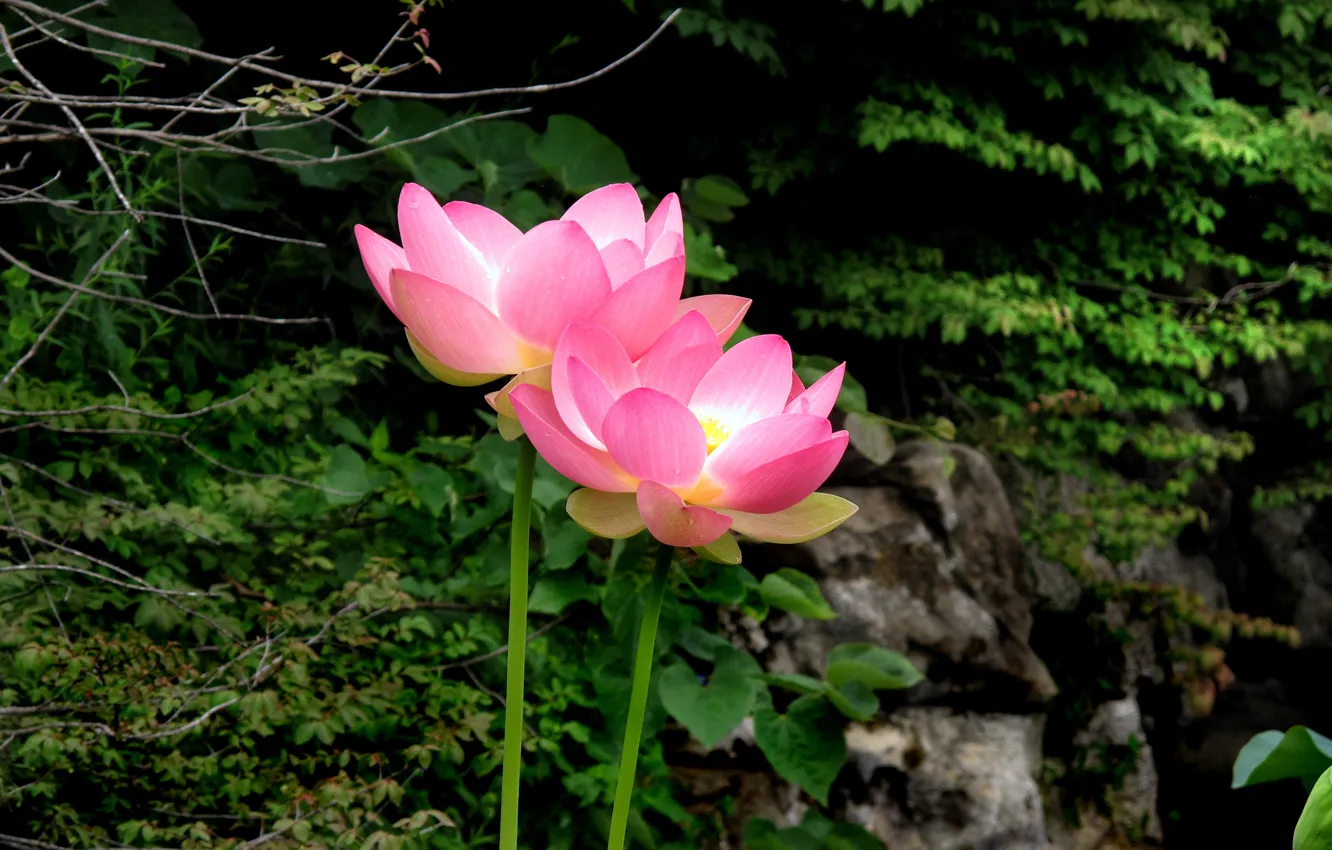 Фото обои Pink flowers, Лотосы, Lotos
