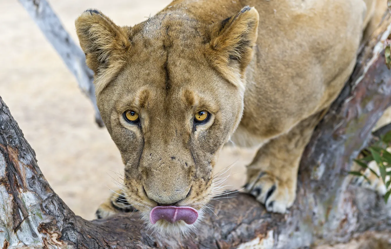 Фото обои язык, кошка, взгляд, морда, львица, ©Tambako The Jaguar