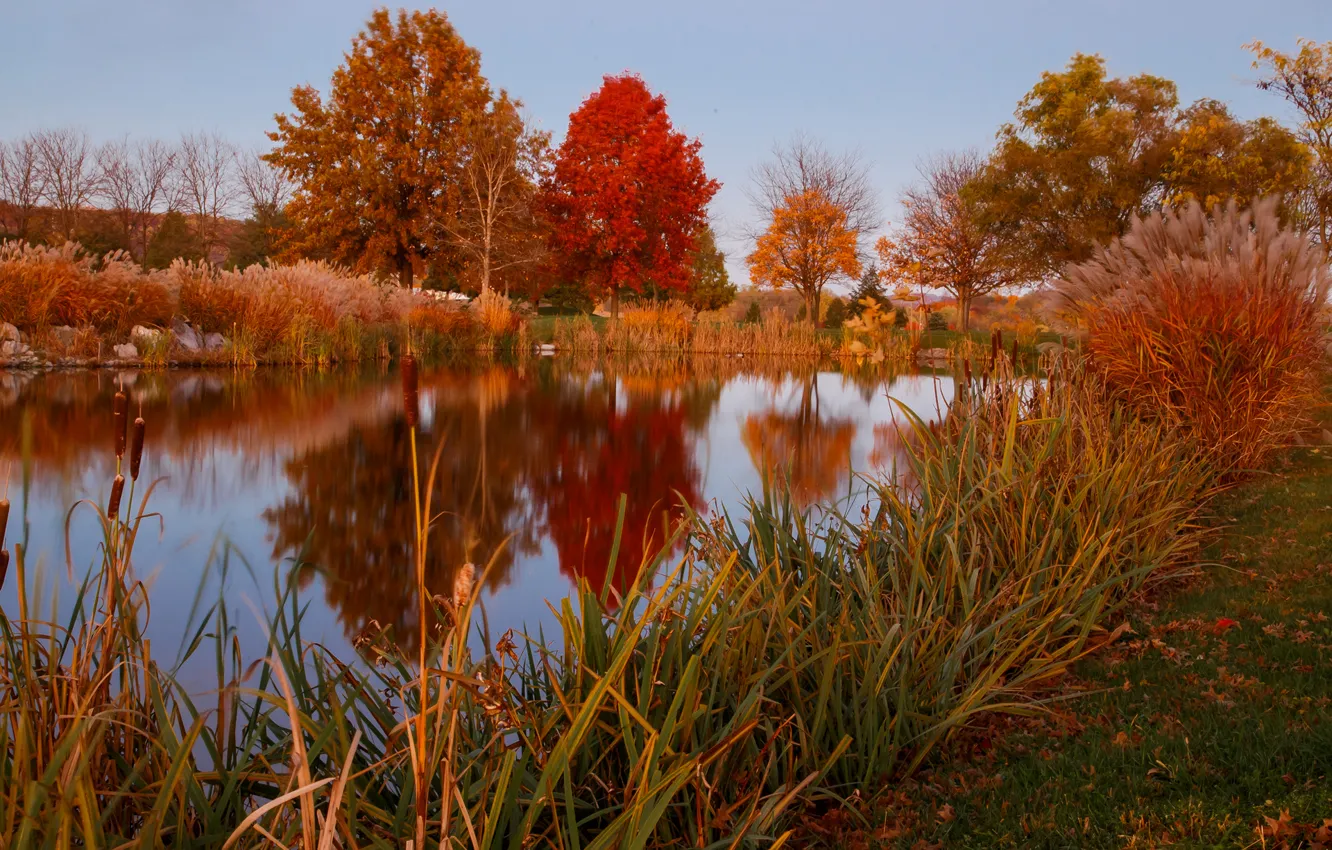 Фото обои осень, небо, трава, деревья, озеро, пруд