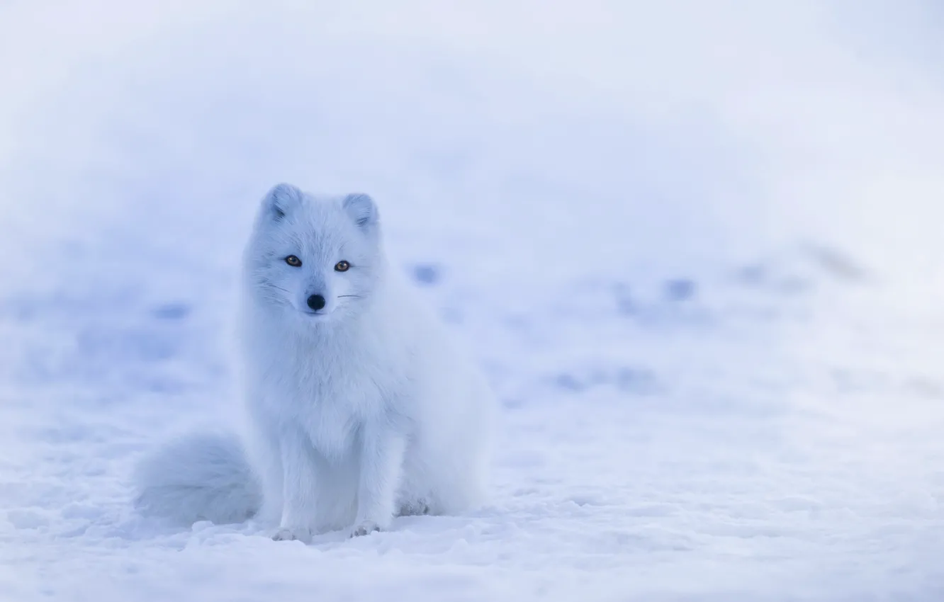 Фото обои холод, зима, белый, лиса, white, сидит, fox, ждет