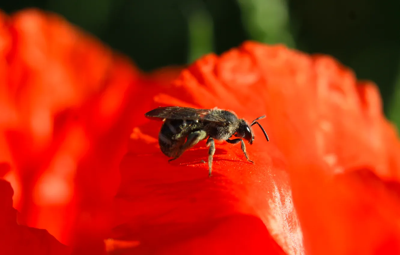 Фото обои poppy, insect, bee