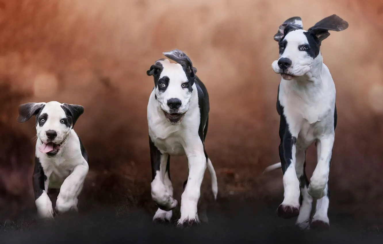 Фото обои собаки, фон, щенок, семейка, троица