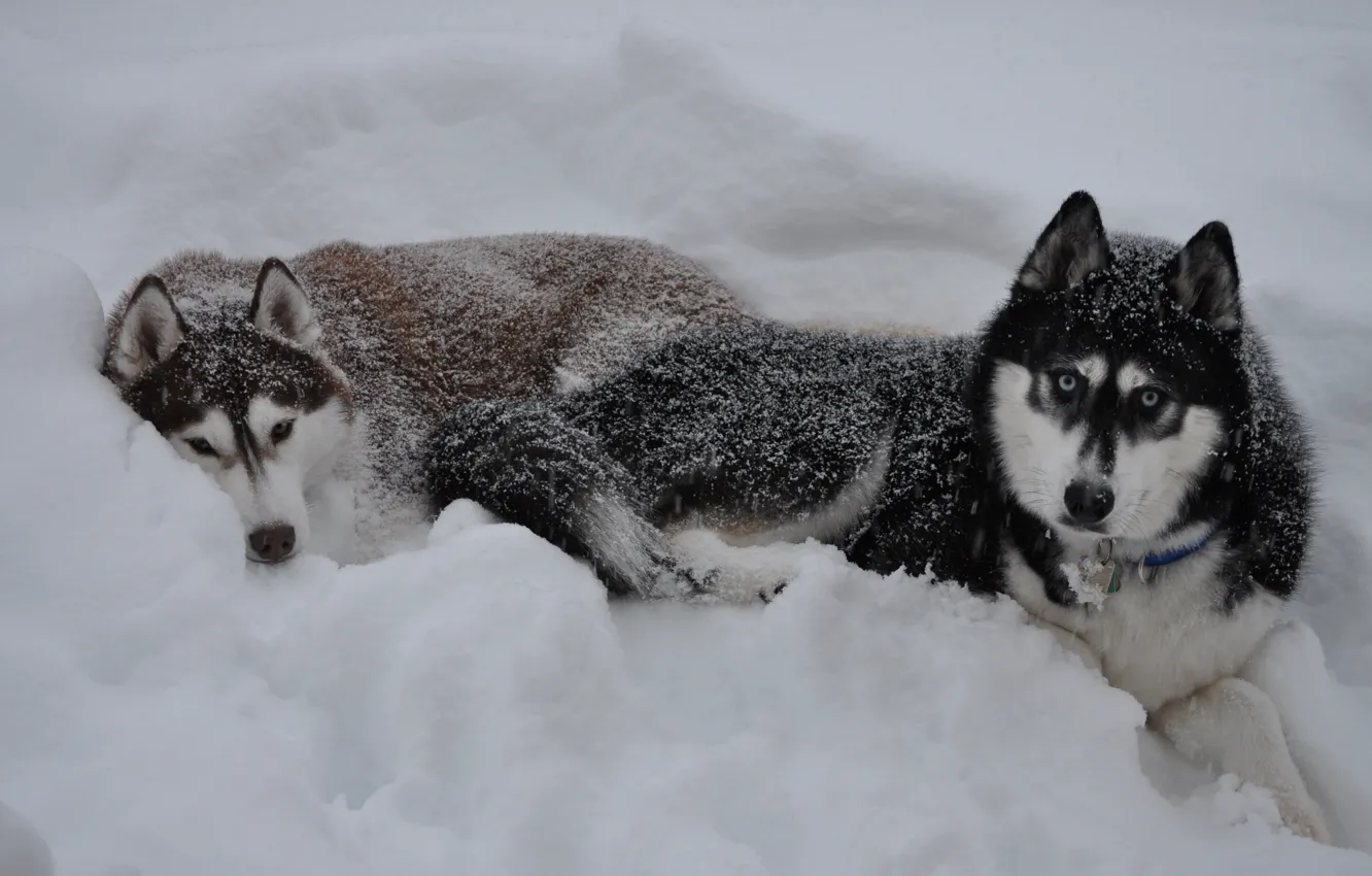 Фото обои зима, снег, волк, сугроб, wolf