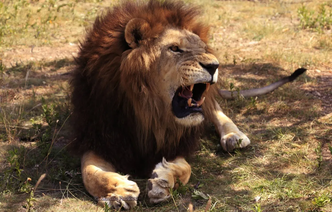 Фото обои animal, big cat, angry lion
