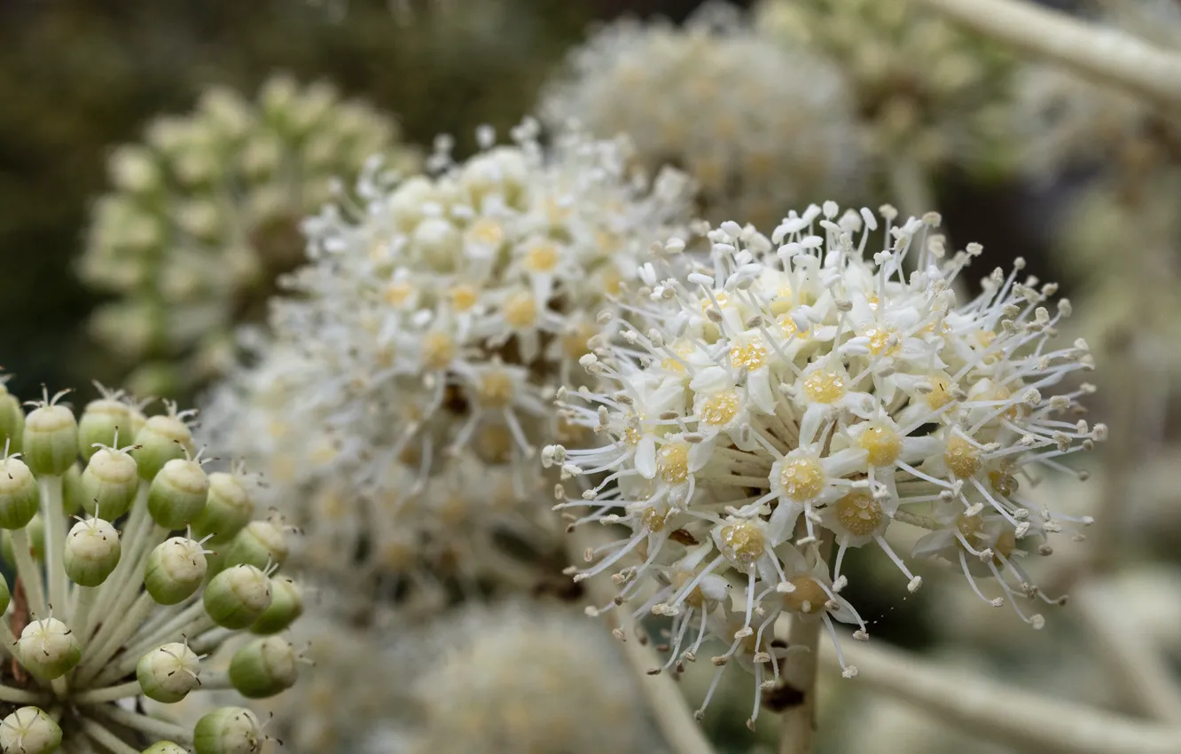 Фото обои соцветия, белые цветочки, Kyoto Botanical Garden, аралия