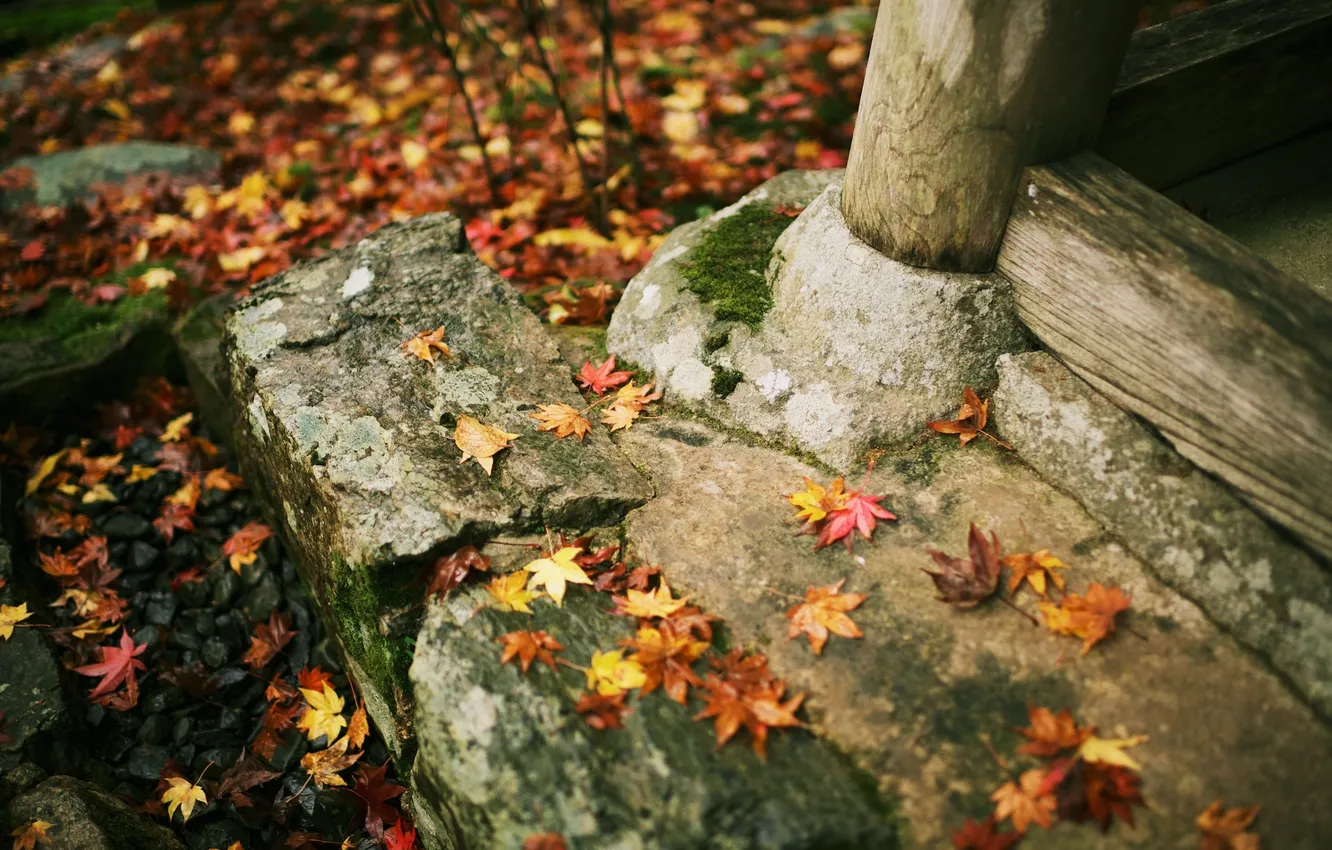 Фото обои осень, листья, камни