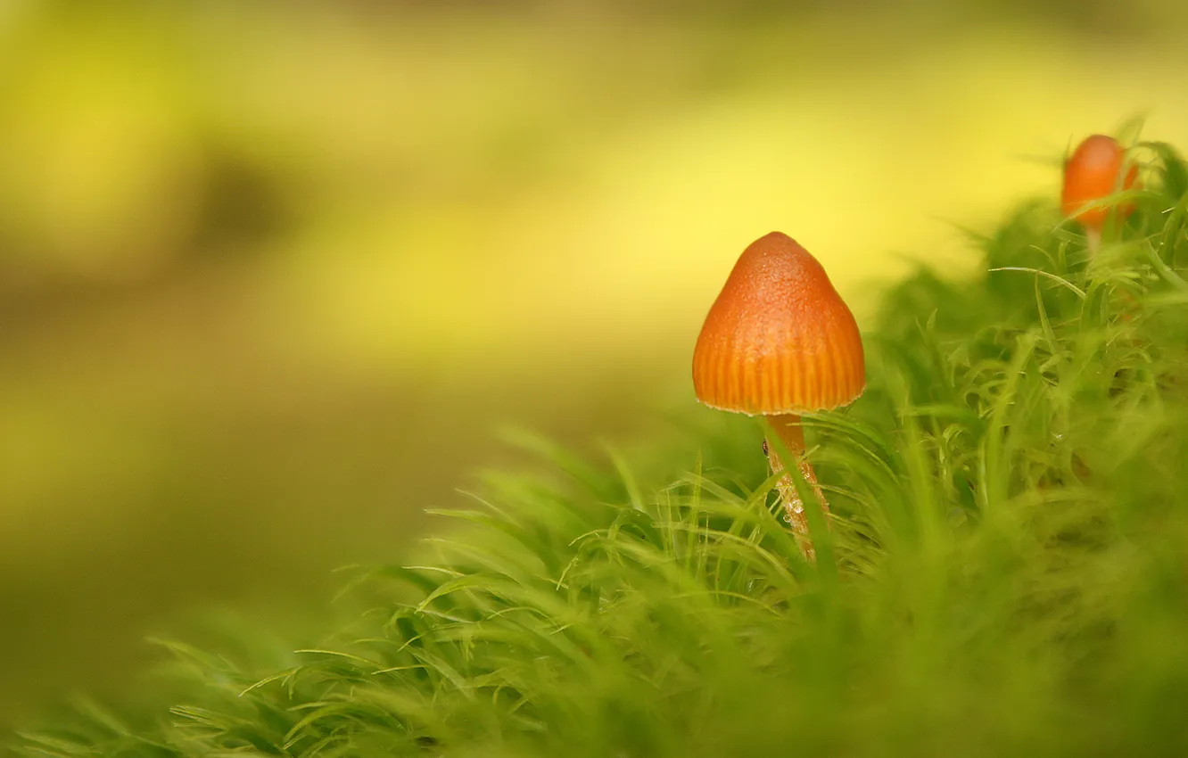 Фото обои трава, зеленый, грибы