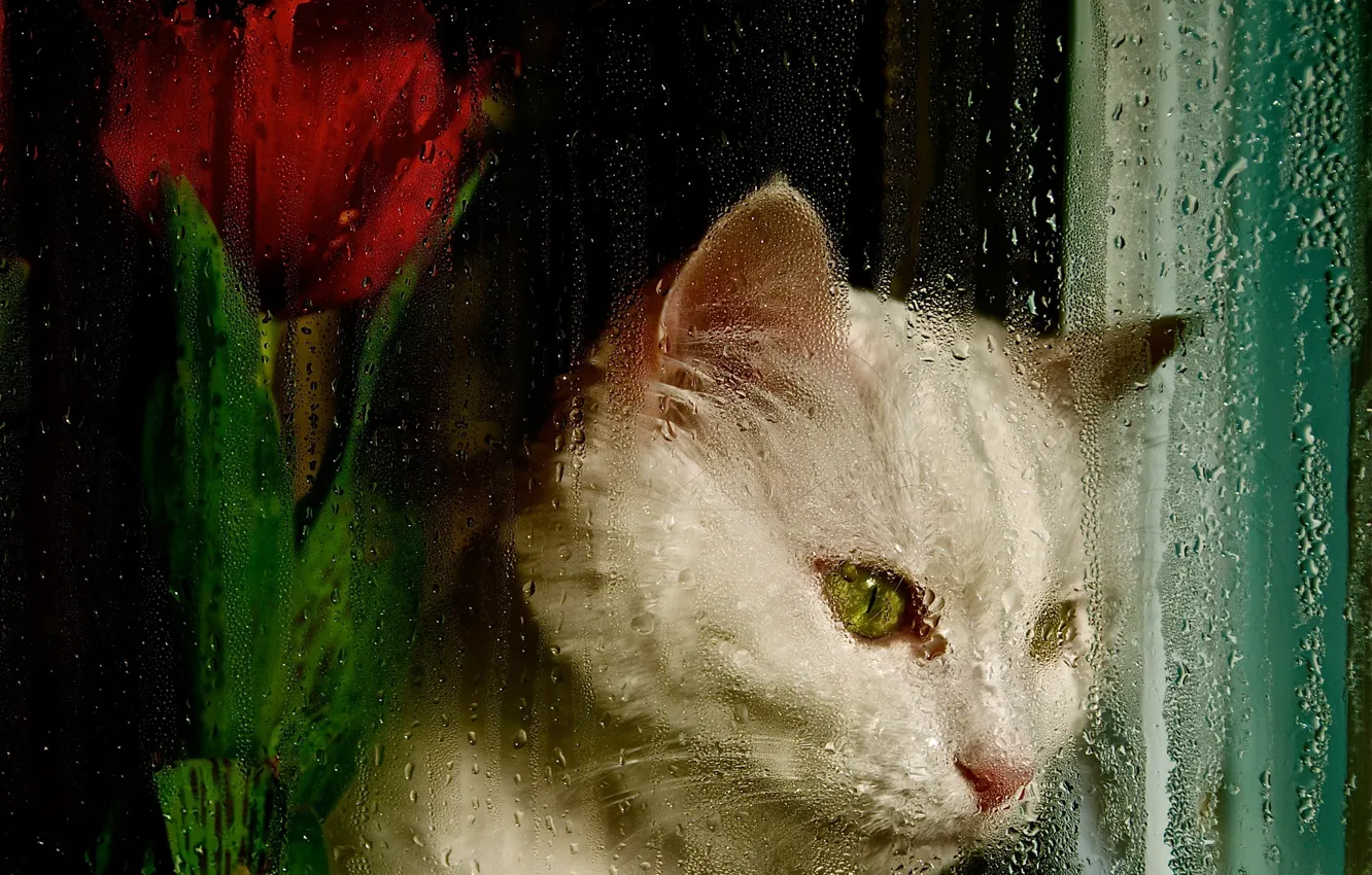 Фото обои кошка, белый, цветок, кот, взгляд, стекло, морда, капли