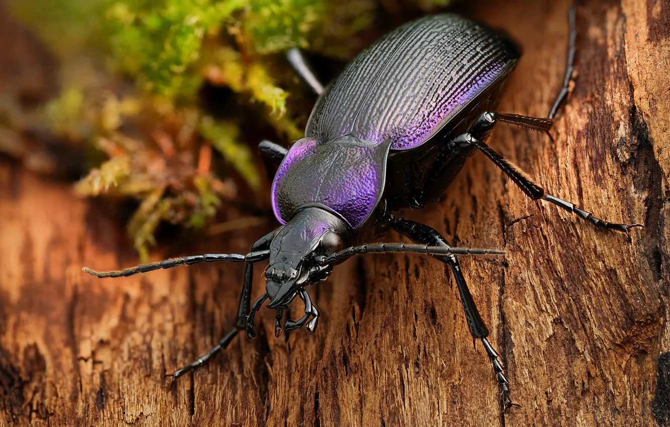 Фото обои Насекомые, Крупным планом, Жуки, carabus problematicus