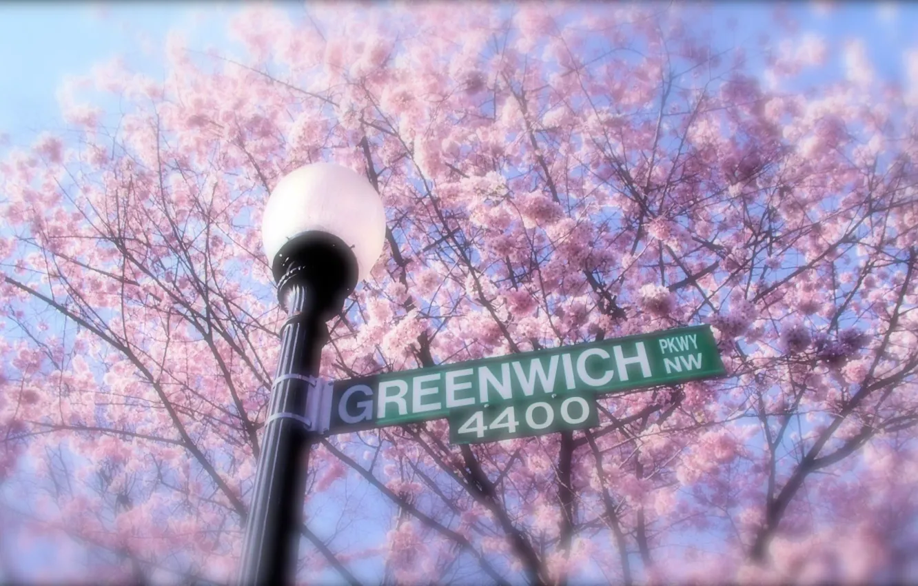 Фото обои деревья, цветы, ветки, улица, сакура, указатель, фонарь, greenwich
