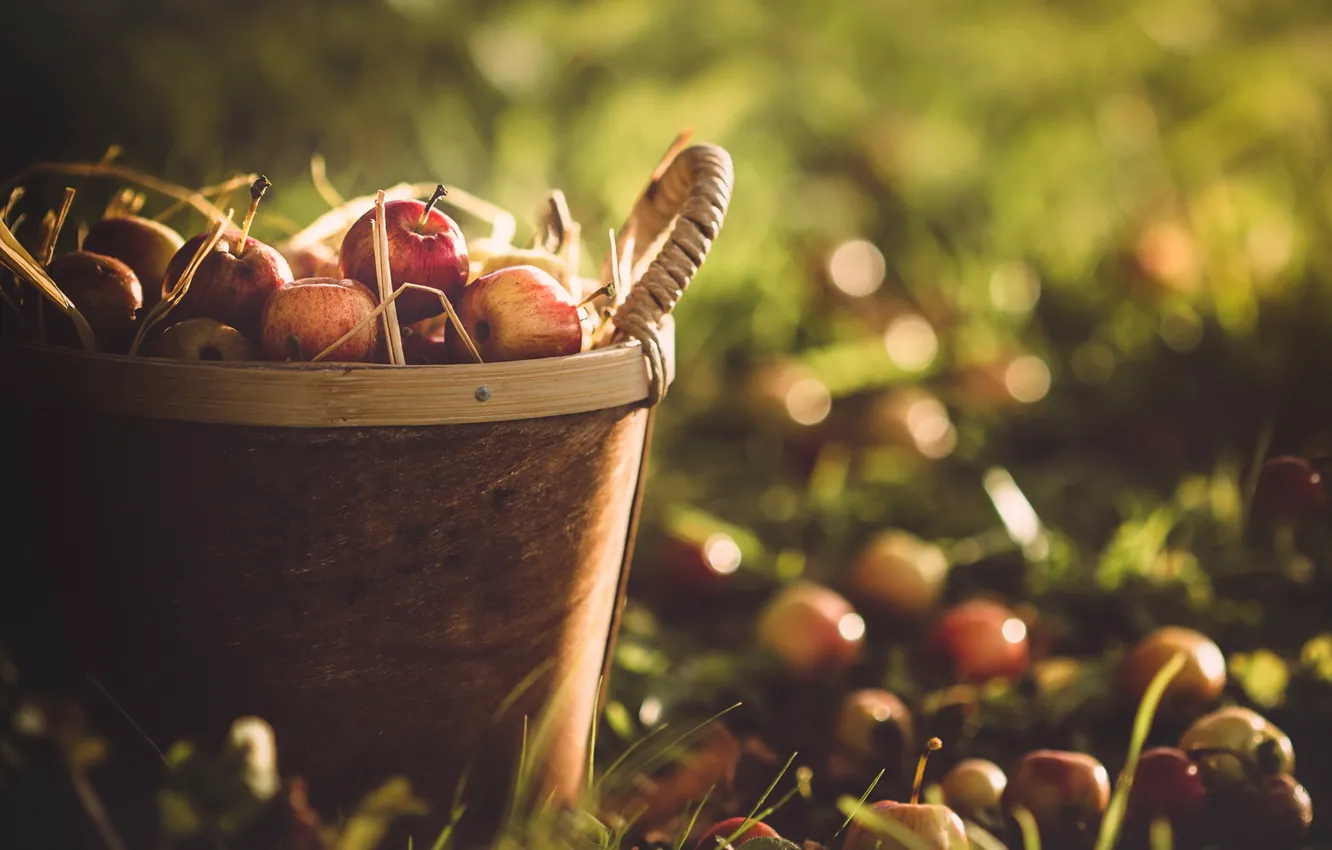 Фото обои осень, корзина, яблоки