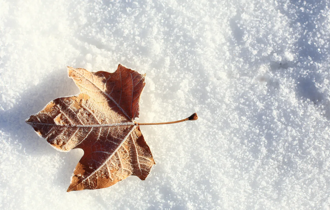 Фото обои зима, иней, снег, лист, листок