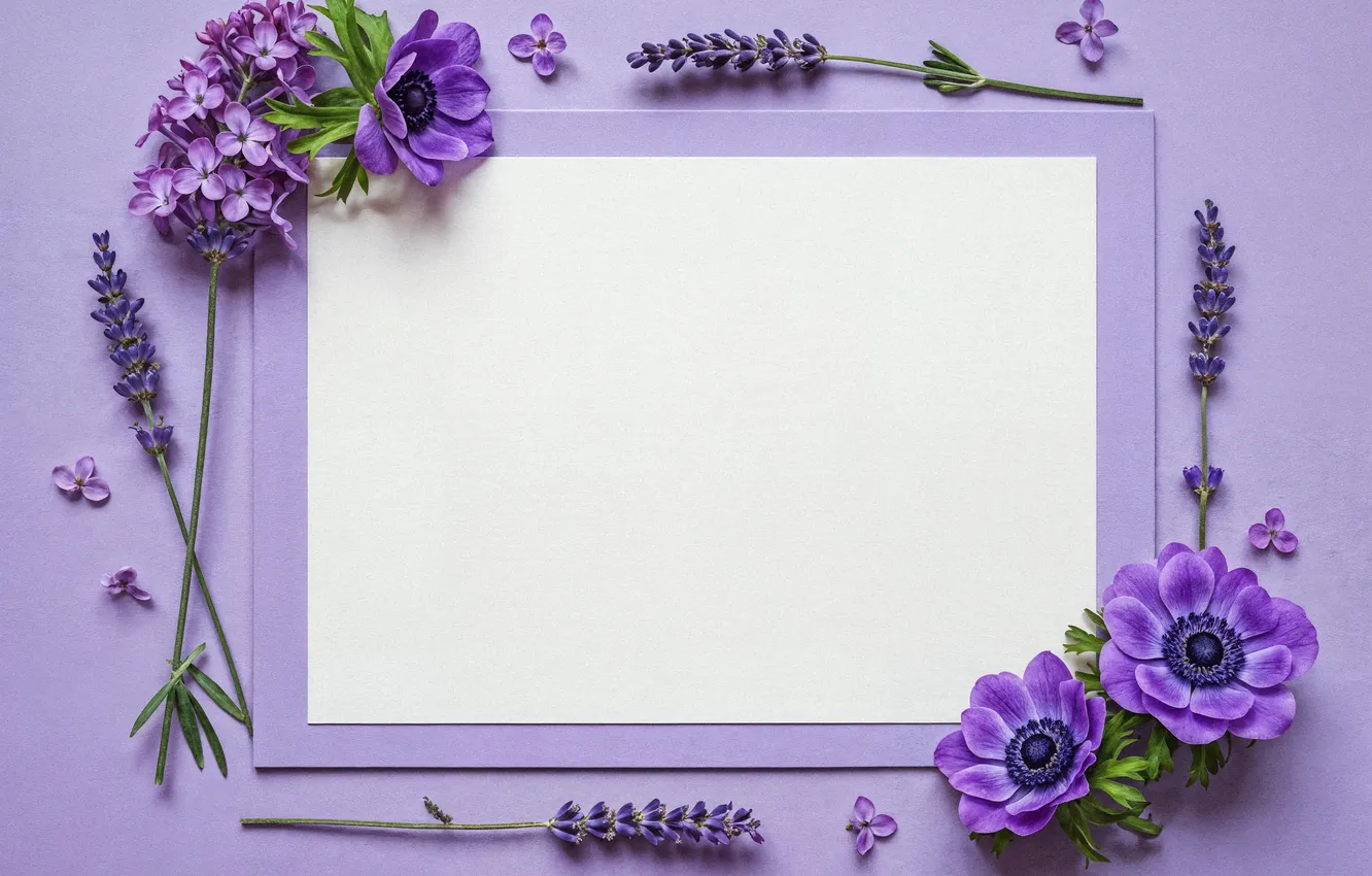 Фото обои цветы, рамка, flowers, frame, floral
