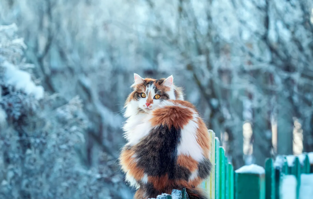 Фото обои зима, кошка, взгляд, на заборе, пушистая