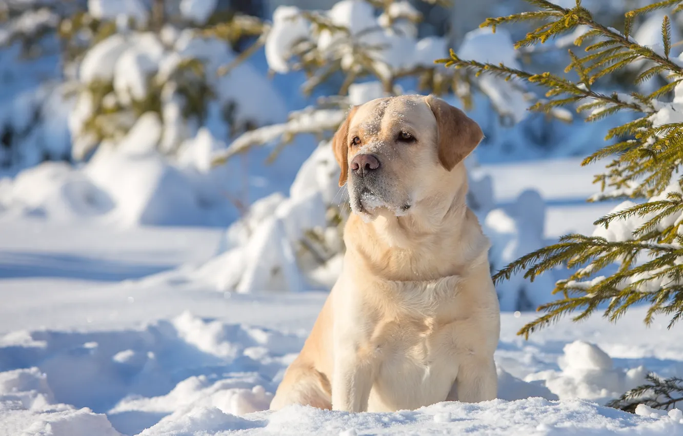 Фото обои зима, снег, собака, Лабрадор-ретривер