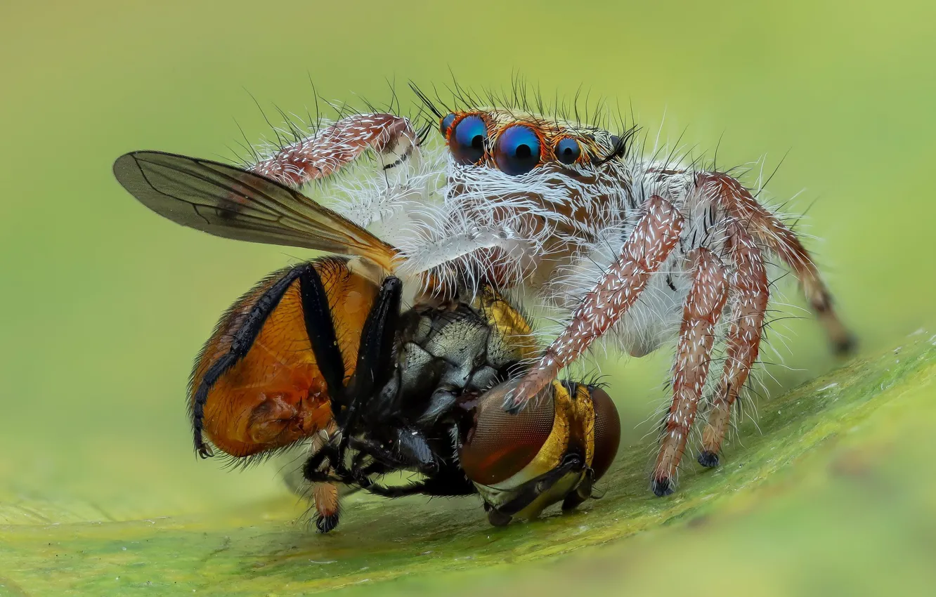 Фото обои глаза, макро, поза, муха, фон, паук, добыча, прыгун