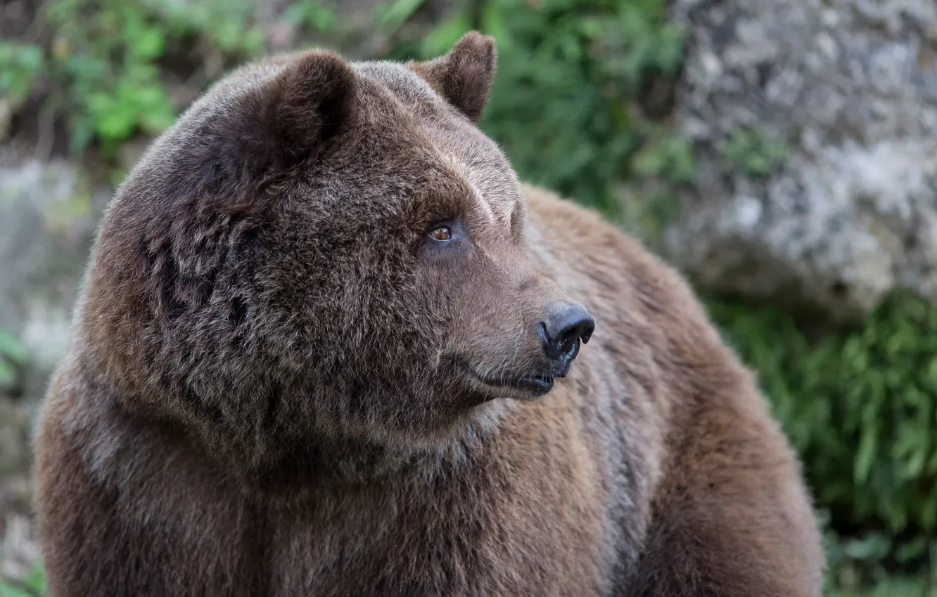 Фото обои морда, медведь, профиль, бурый