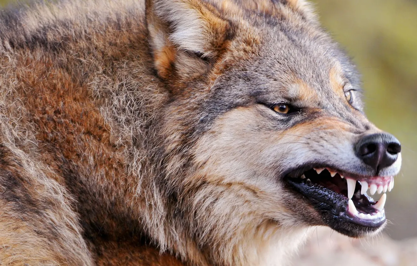 Фото обои fantasy, nature, art, snow, predator, face, animal, wolf