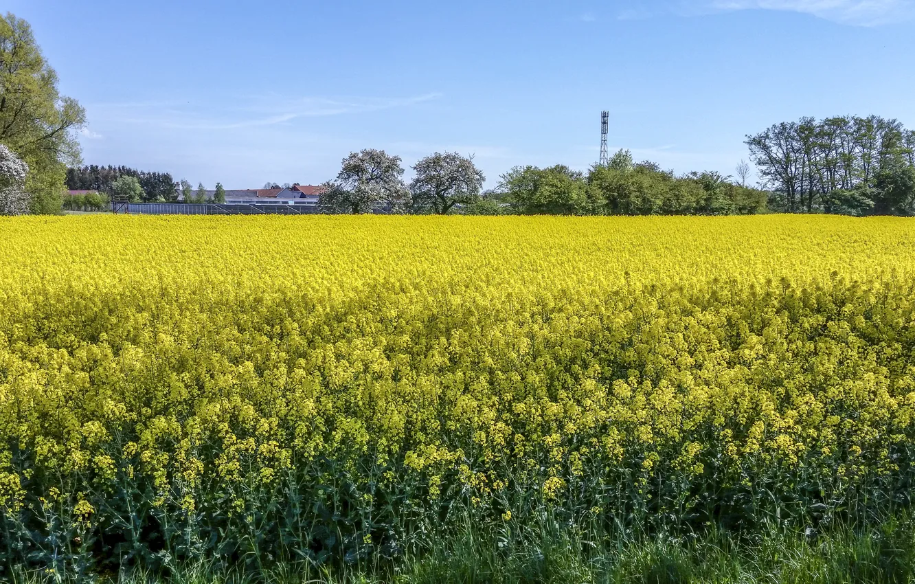 Фото обои поле, деревья, цветы, весна, май, Nature, may, цветение