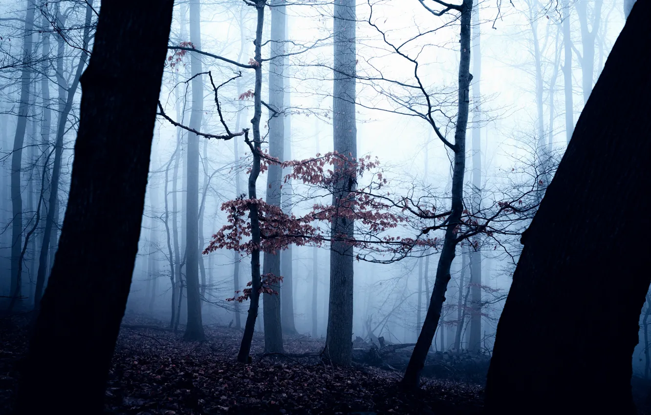 Фото обои осень, лес, деревья, природа, туман